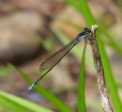 Pseudagrion ignifer