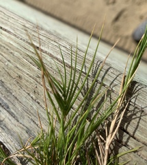 Distichlis distichophylla