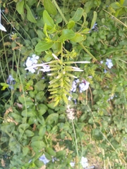 Plumbago auriculata