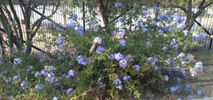 Plumbago auriculata