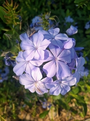Plumbago auriculata