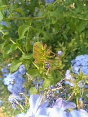 Plumbago auriculata
