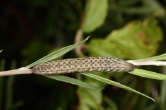 Proserpinus proserpina