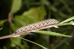 Proserpinus proserpina