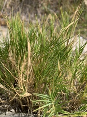 Distichlis distichophylla