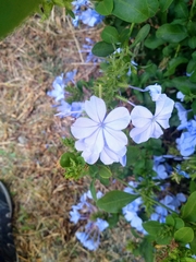 Plumbago auriculata