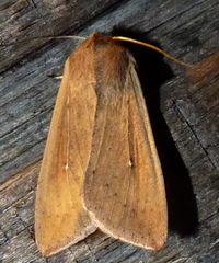Mythimna unipuncta