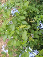 Plumbago auriculata
