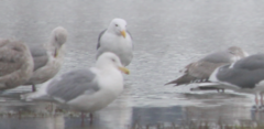 Larus glaucescens × occidentalis