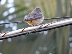 Pyrocephalus rubinus