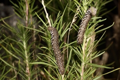 Proserpinus proserpina