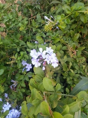 Plumbago auriculata
