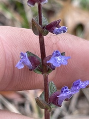 Scutellaria parvula australis