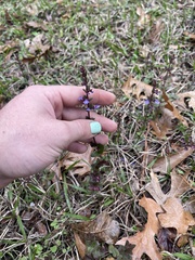 Scutellaria parvula australis