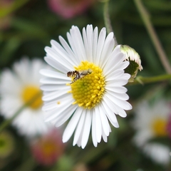 Spathulina acroleuca