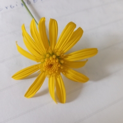 Euryops chrysanthemoides