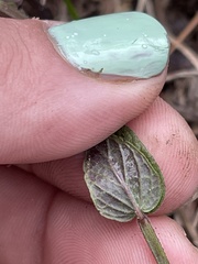 Scutellaria parvula australis