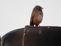 Melozone fusca