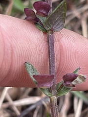 Scutellaria parvula australis