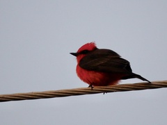 Pyrocephalus rubinus