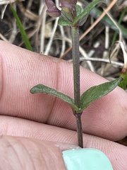Scutellaria parvula australis