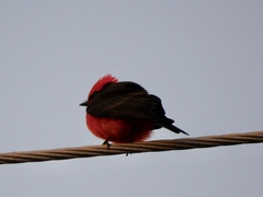 Pyrocephalus rubinus