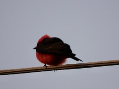 Pyrocephalus rubinus