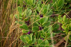 Myoporum insulare