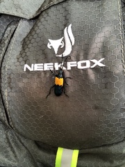 Desmocerus palliatus