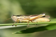 Dichroplus elongatus