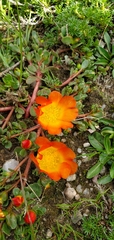 Portulaca fulgens