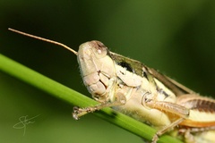 Dichroplus elongatus