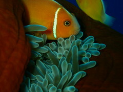 Amphiprion perideraion