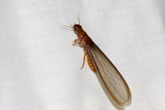 Kalotermitidae