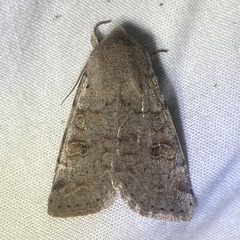 Orthosia hibisci