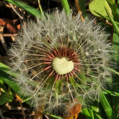 Taraxacum erythrospermum