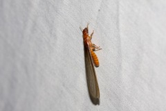 Kalotermitidae