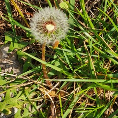 Taraxacum erythrospermum