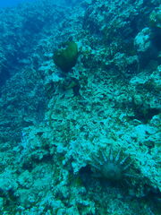 Acanthaster