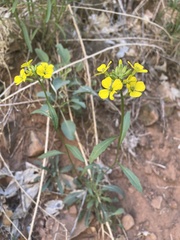 Erysimum asperum