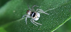Maeota
