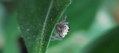 Maeota