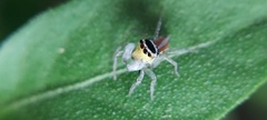 Maeota