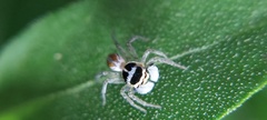 Maeota