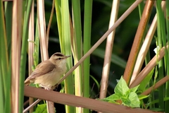 Acrocephalus bistrigiceps