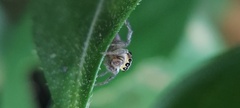 Maeota