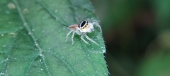 Maeota