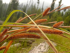 Carex utriculata