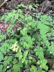 Corydalis balansae