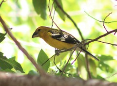 Pheucticus chrysopeplus